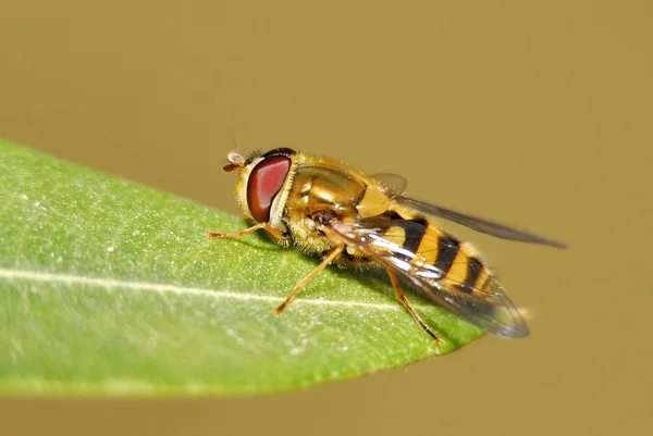 Close Bug Natureza Selvagem — Fotografia de Stock