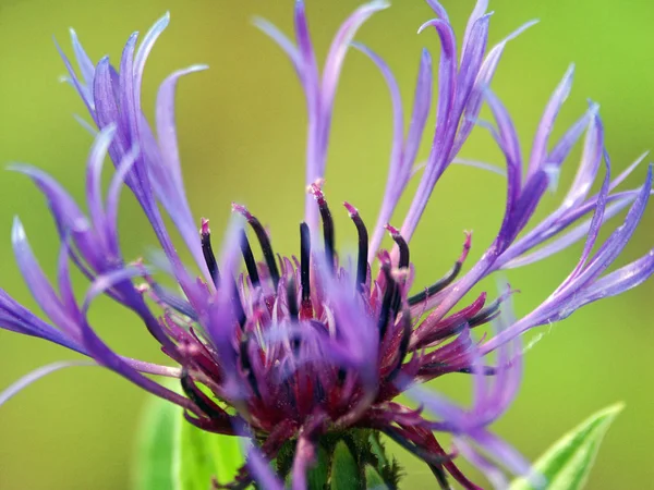 美しい花の景色 コーンフラワー — ストック写真