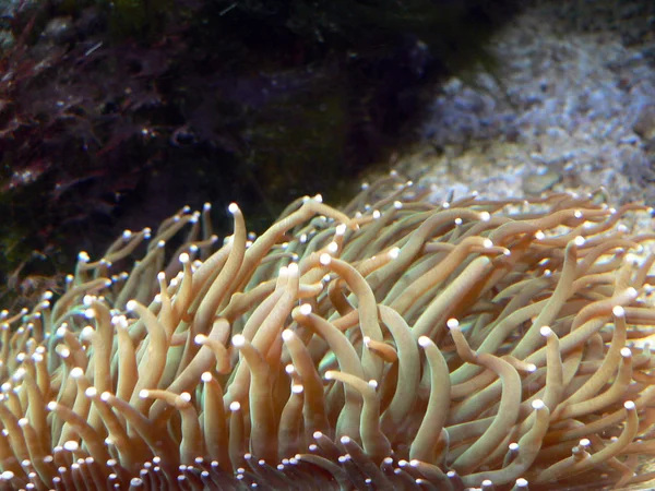 Scenic View Underwater World — Stock Photo, Image