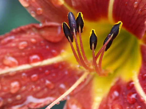 Närbild Vacker Lilja Blomma — Stockfoto