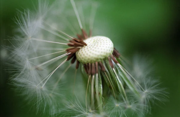 Primo Piano Vista Del Fiore Naturale Tarassaco — Foto Stock