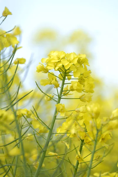 Landwirtschaft Rapsfeld Gelbe Pflanzen — Stockfoto