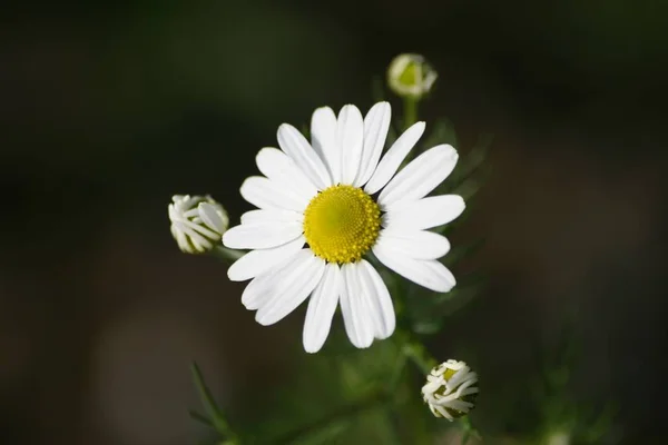 Belas Flores Verão Flora Botânica — Fotografia de Stock