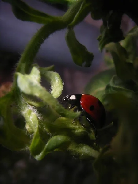 Bug Vermelho Com Pontos Ladybug — Fotografia de Stock