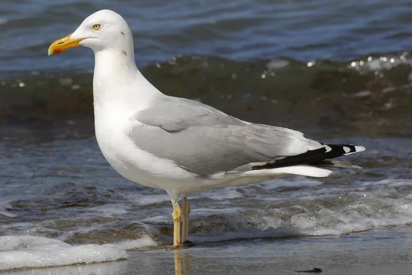 Malerischer Blick Auf Schöne Süße Möwe Vogel — Stockfoto