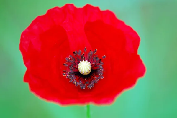 Nahaufnahme Von Schönen Wilden Mohnblumen — Stockfoto