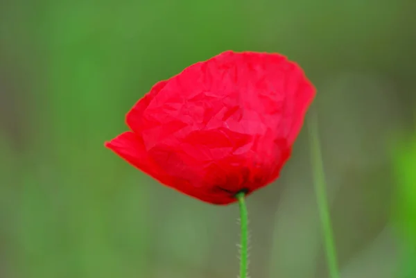 Close Uitzicht Mooie Wilde Papaver Bloemen — Stockfoto