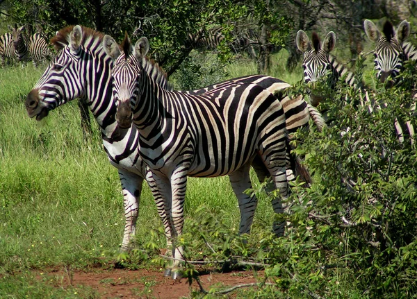 Preto Branco Zebras Animais — Fotografia de Stock