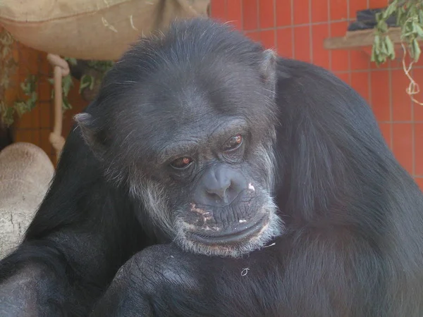 Encerramento Animais Jardim Zoológico — Fotografia de Stock