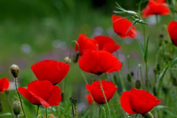 Close Uitzicht Mooie Wilde Papaver Bloemen — Stockfoto