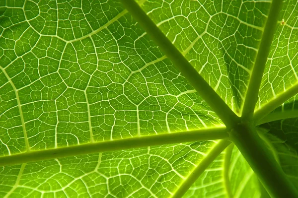 Linee Vita Della Foglia Papaya — Foto Stock