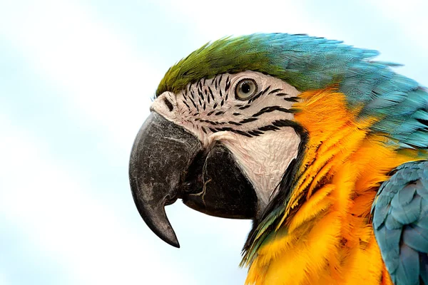 Vista Panorâmica Belo Papagaio Natureza — Fotografia de Stock
