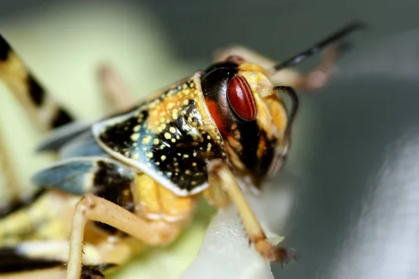 Nahaufnahme Von Wanzen Der Wilden Natur — Stockfoto