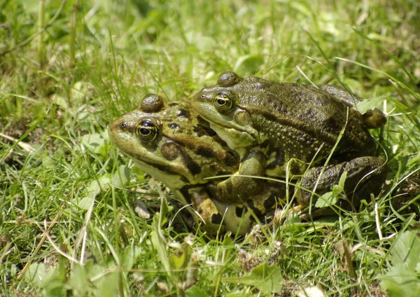 ちょっと待って — ストック写真