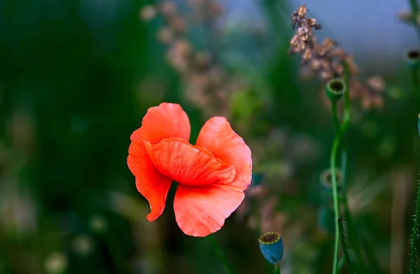 Vista Cerca Hermosas Flores Amapola Silvestre — Foto de Stock