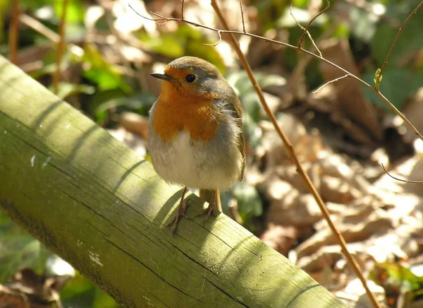 Malebný Pohled Krásné Robin Pták Přírodě — Stock fotografie