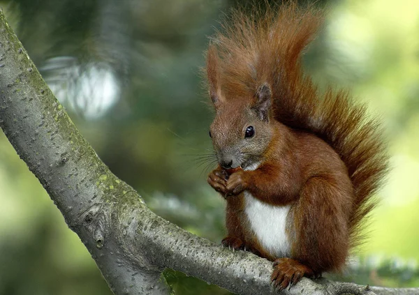 Söta Ekorre Djur Rolig Gnagare — Stockfoto