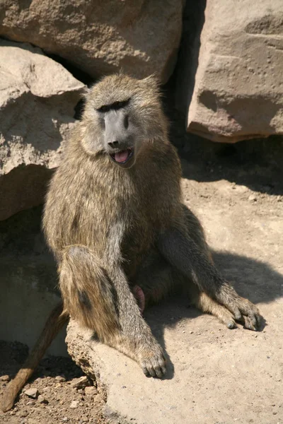 Animais Temas Macaco Natureza — Fotografia de Stock