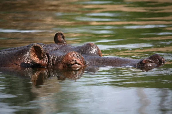 Ippopotamo Animale Ippopotamo Fauna Selvatica — Foto Stock