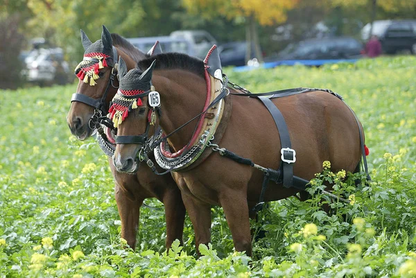 野生の自然でかわいい馬 — ストック写真