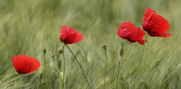 Close View Beautiful Wild Poppy Flowers — Stock Photo, Image