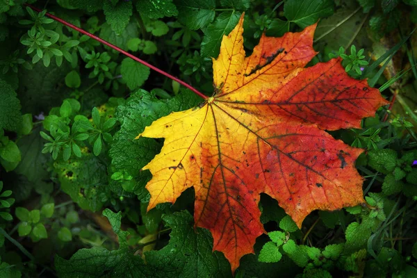 Hermoso Follaje Colorido Otoño — Foto de Stock