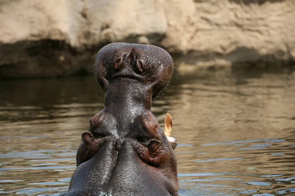 Млекопитающее Бегемота Бегемот — стоковое фото
