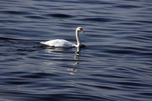 Oiseau Cygne Faune Animale — Photo