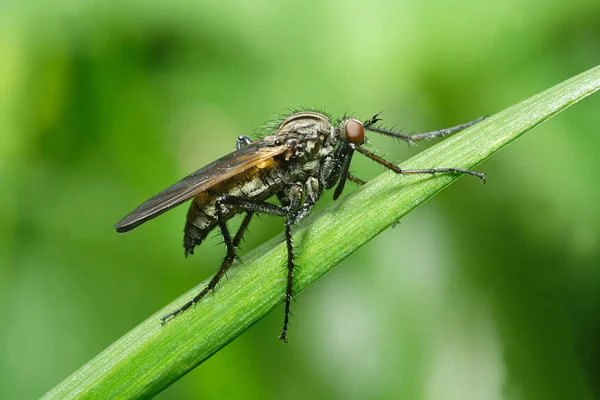 Primer Plano Error Naturaleza Salvaje — Foto de Stock