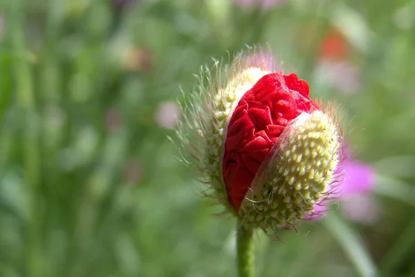 Vue Rapprochée Belles Fleurs Pavot Sauvage — Photo