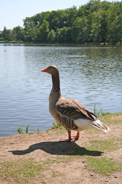 Dos Patos Lago — Foto de Stock