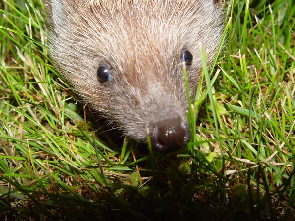 Hedgehog Animal Agulhas Espinhosas — Fotografia de Stock