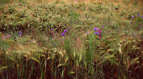 Agricoltura Campo Campagna Con Mais Crescita — Foto Stock