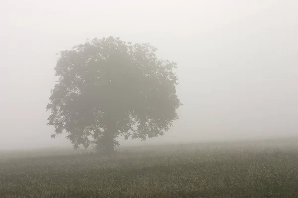 Malerischer Blick Auf Die Natur — Stockfoto