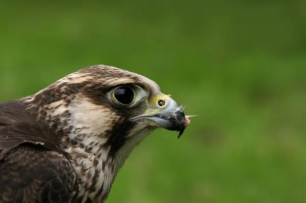 Aussichtsreicher Blick Auf Den Schönen Falken Der Natur — Stockfoto