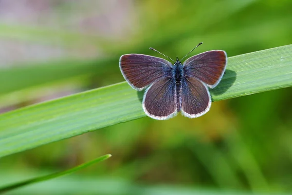 Gros Plan Merle Bleu Sur Fond Flou — Photo