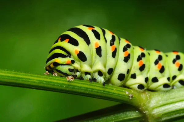 Närbild Insekter Vild Natur — Stockfoto