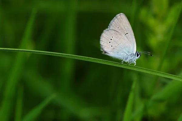 Primer Plano Error Naturaleza Salvaje — Foto de Stock