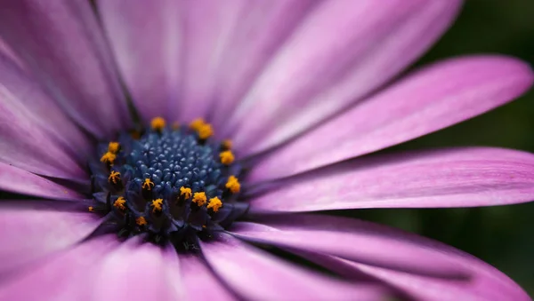 Belles Fleurs Fleurs Fond Nature — Photo