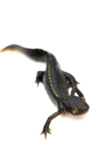 Alpine Newt Bergmolch Amphibian Animal Salamander — Stock Photo, Image