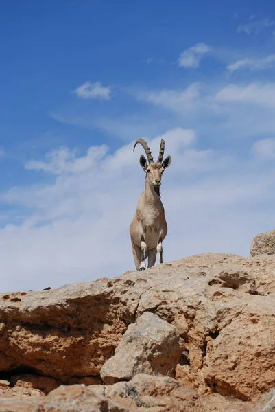 Wild Nature Animal Capricorn Goat Horns — Stock Photo, Image