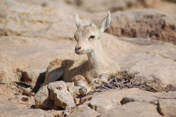 Verschiedene Tiere Selektiver Fokus — Stockfoto