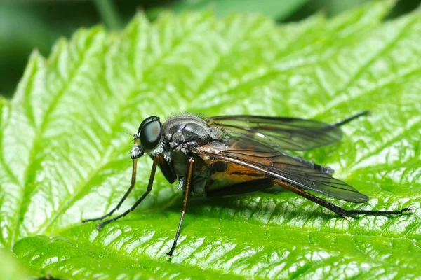 Primer Plano Error Naturaleza Salvaje — Foto de Stock