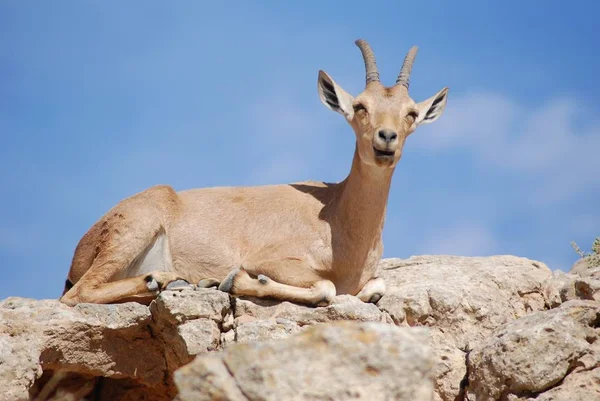 Naturaleza Salvaje Animal Capricornio Cabra Con Cuernos — Foto de Stock