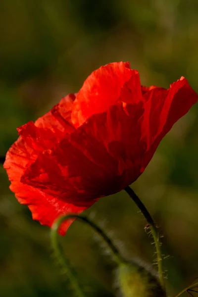 Close Uitzicht Mooie Wilde Papaver Bloemen — Stockfoto