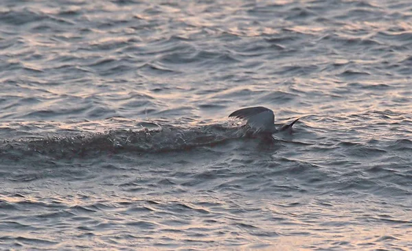 i took advantage of baltum\'s opportunity to photograph coastal terns while fishing. unfortunately,it was quite late and a difficult lighting situation.