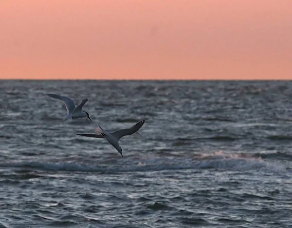 Taken Opportunity Baltum Terns Photograph Fish Unfortunately Quite Late Difficult — Stock Photo, Image