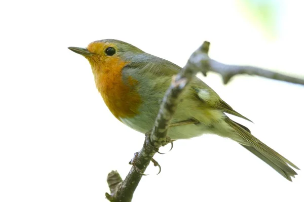 Pintoresco Disparo Aves Escena Exterior — Foto de Stock