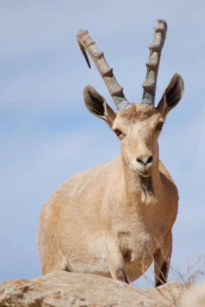 Naturaleza Salvaje Animal Capricornio Cabra Con Cuernos —  Fotos de Stock