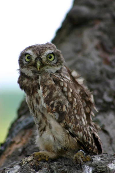 Animali Giovani Attenzione Selettiva — Foto Stock